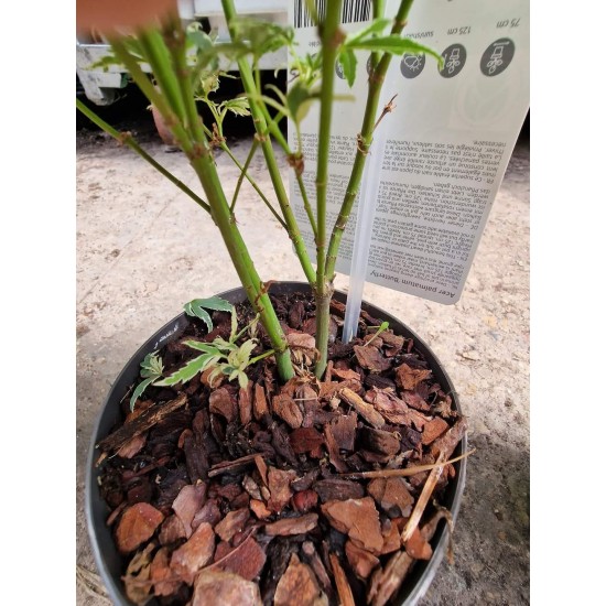 Japanese Acer - Acer Palmatum Butterfly 2 plants in a pot!