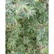 Japanese Acer - Acer Palmatum Butterfly 2 plants in a pot!