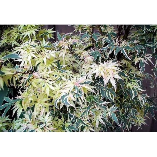 Japanese Acer - Acer Palmatum Butterfly 2 plants in a pot!