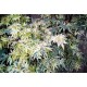 Japanese Acer - Acer Palmatum Butterfly 2 plants in a pot!