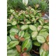 Hoya Australian Liza