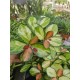 Hoya Australian Liza