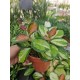 Hoya Australian Liza