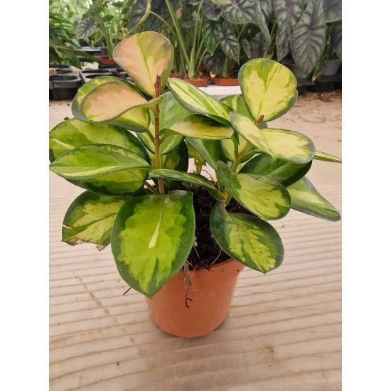 Hoya Australian Liza