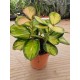 Hoya Australian Liza