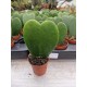 Hoya Carey