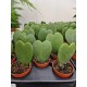 Hoya Carey