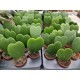 Hoya Carey