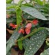 Begonia Tamaya