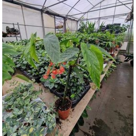 Begonia Tamaya