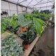 Begonia Tamaya