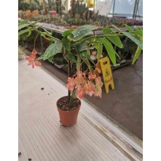 Begonia Tamaya