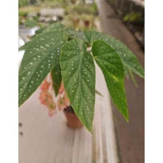 Begonia Tamaya