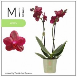 Orchi Phalaenopsis Sogo Relex