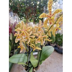 Орхидея Фаленопсис Starfish Exotic Орхидея Фаленопсис Starfish Exotic
