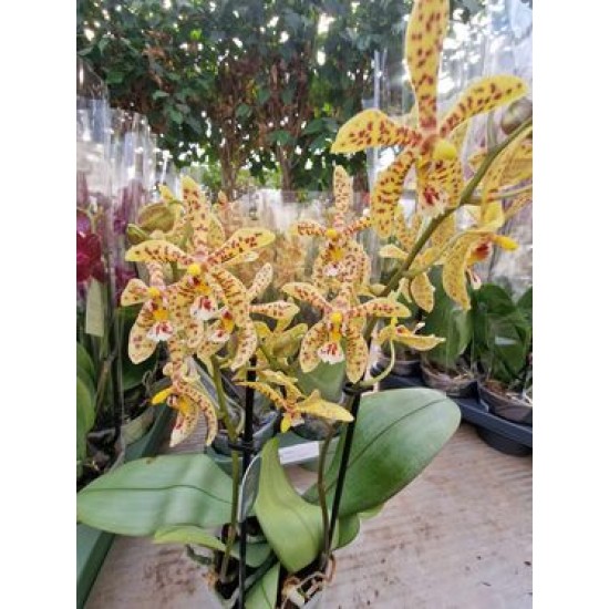 Орхидея Фаленопсис  Starfish Exotic