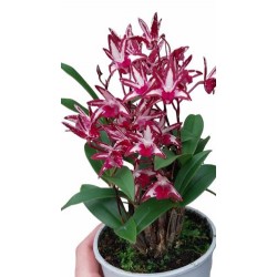 Dendrobium orchid