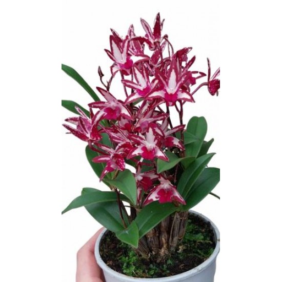 Dendrobium orchid