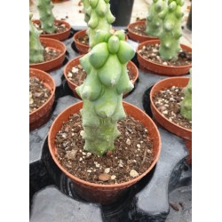 Сукулент Myrtillocactus geometrizans  Fukurokuryuzinboku
