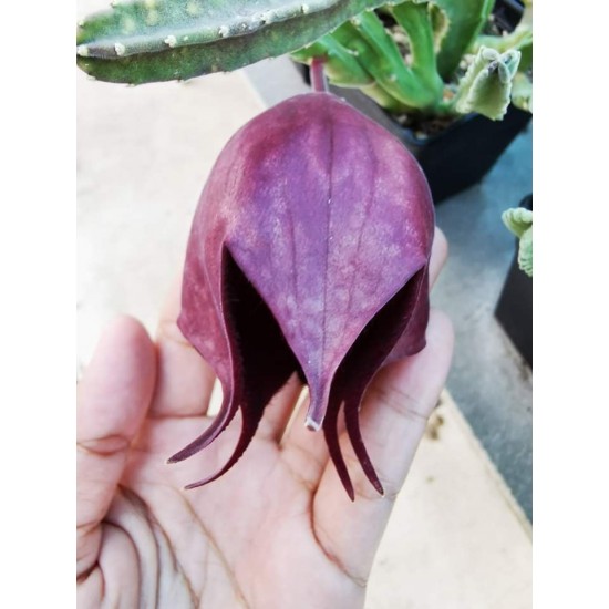 Сукулент Stapelia Leendertziae