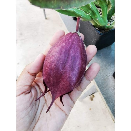 Сукулент Stapelia Leendertziae