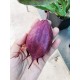 Сукулент Stapelia Leendertziae