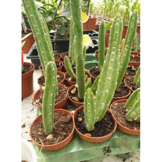 Сукулент Stapelia Leendertziae