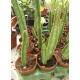 Сукулент Stapelia Leendertziae