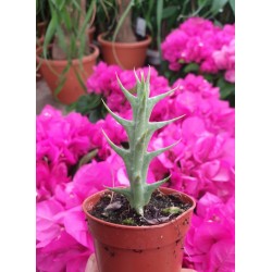 Сукулент Orbea Caudata