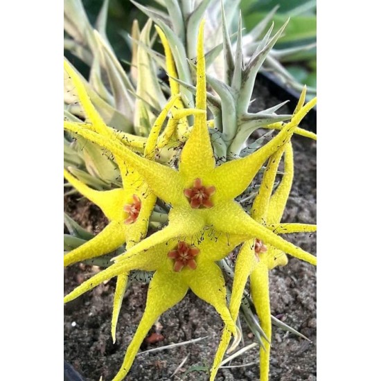 Сукулент Orbea Caudata