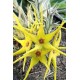 Сукулент Orbea Caudata