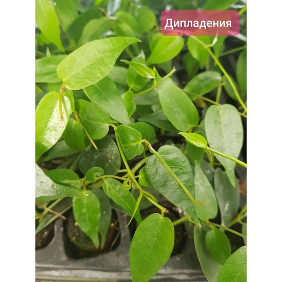 Дипладения (Мандевила) - колекция 4 броя
