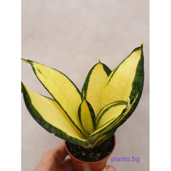 Сансевиера Sansevieria Golden Wendy