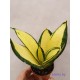 Сансевиера Sansevieria Golden Wendy