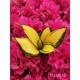 Сансевиера Sansevieria Golden Wendy