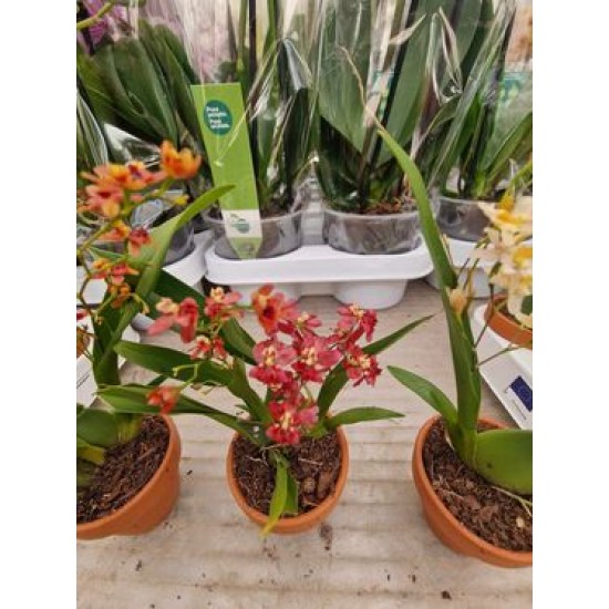 Super Fragrant Orchid Oncidium Twinkle