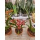 Super Fragrant Orchid Oncidium Twinkle