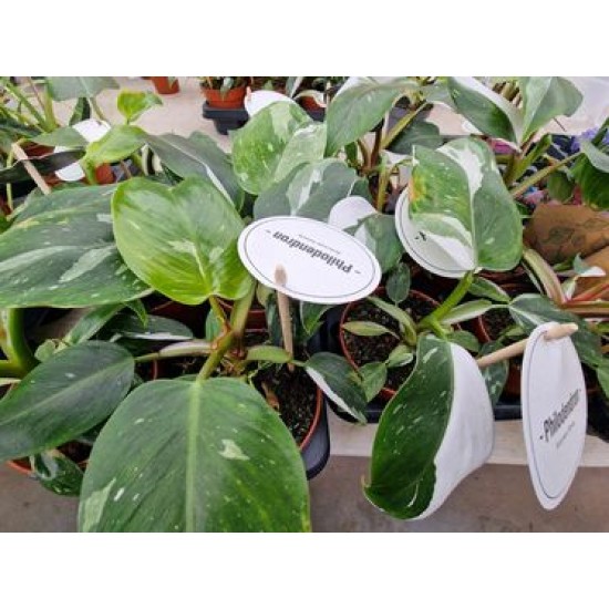 Philodendron White Princess