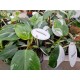 Philodendron White Princess