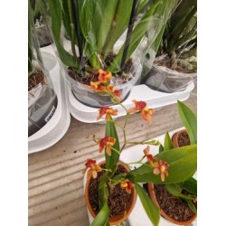 Супер Ароматна Орхидея Oncidium Twinkle (3 броя комплект )