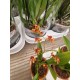 Super Fragrant Orchid Oncidium Twinkle