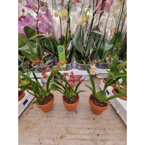 Super Fragrant Orchid Oncidium Twinkle