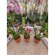 Super Fragrant Orchid Oncidium Twinkle