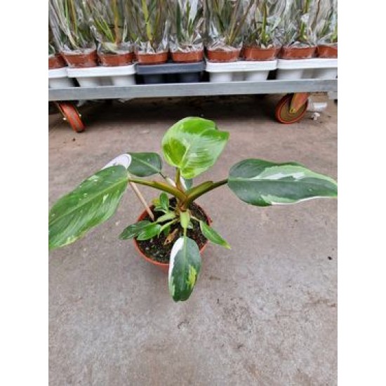 Philodendron White Princess