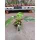 Philodendron White Princess