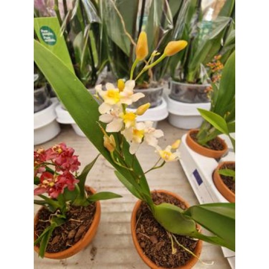 Super Fragrant Orchid Oncidium Twinkle
