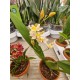 Super Fragrant Orchid Oncidium Twinkle