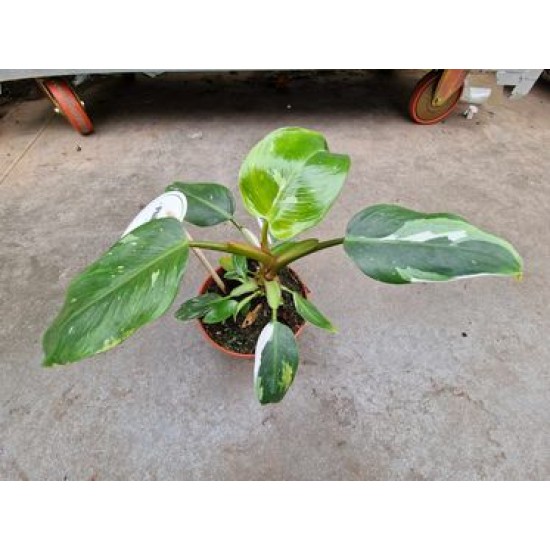 Philodendron White Princess