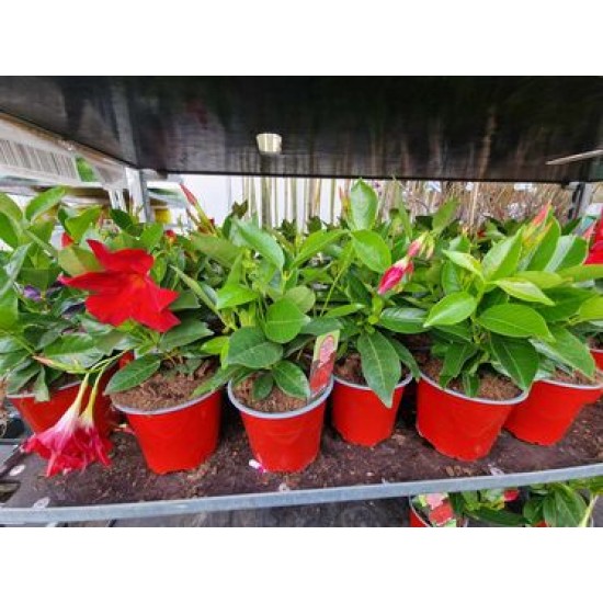 Dipladenia Red