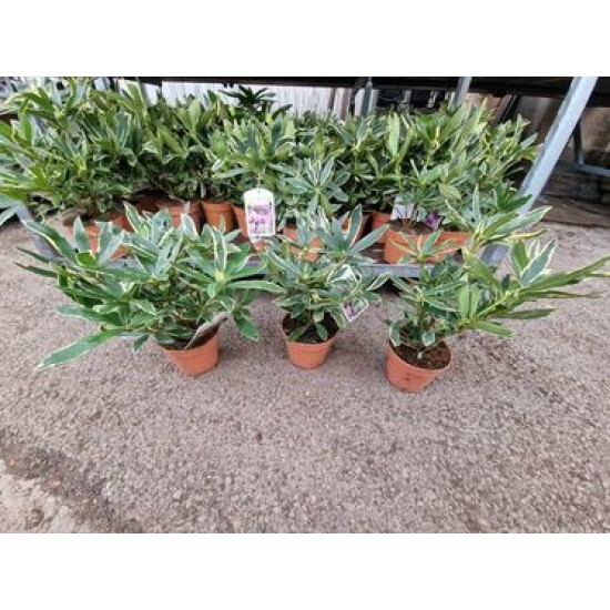Rhododendron Ponticum Variegatum